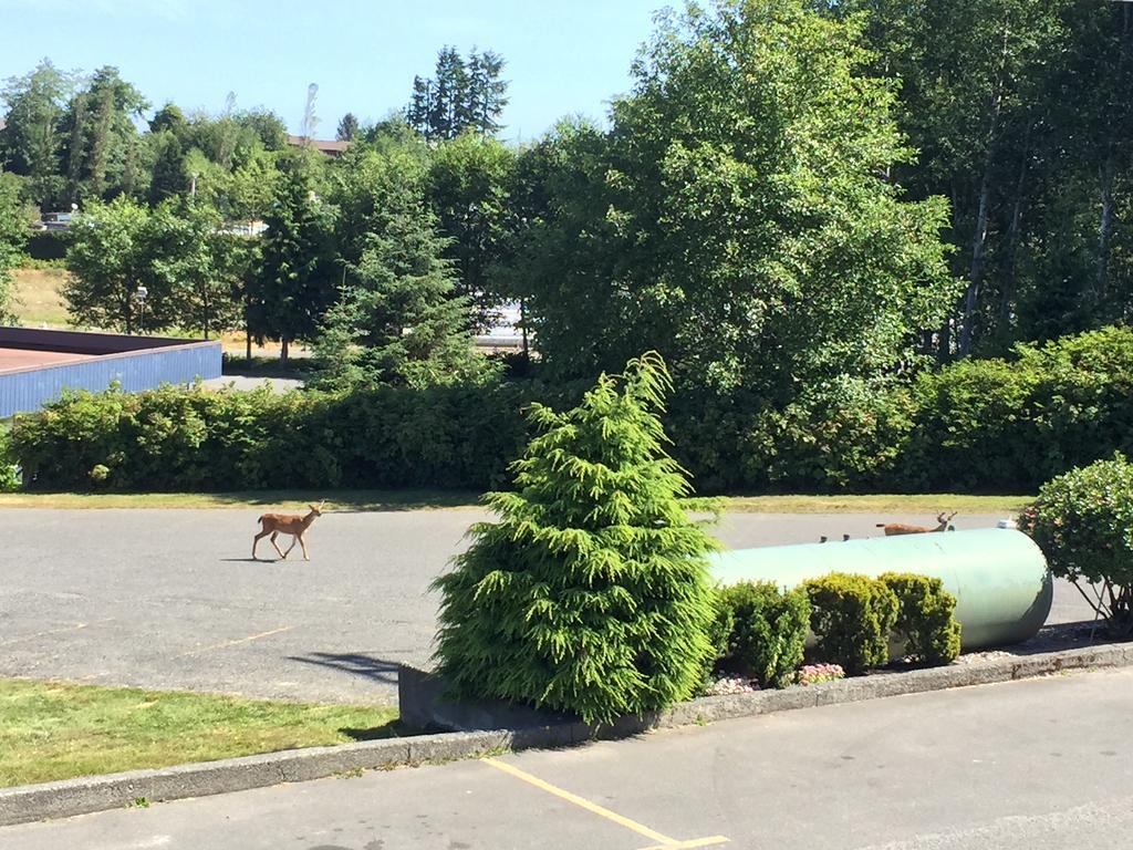 Haida Way Motor Inn Порт Макнейлл Экстерьер фото